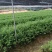 江西红豆杉苗货源充足规格齐全价格欢迎来电详谈可视频看货