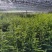 江西红豆杉苗货源充足规格齐全价格欢迎来电详谈可视频看货