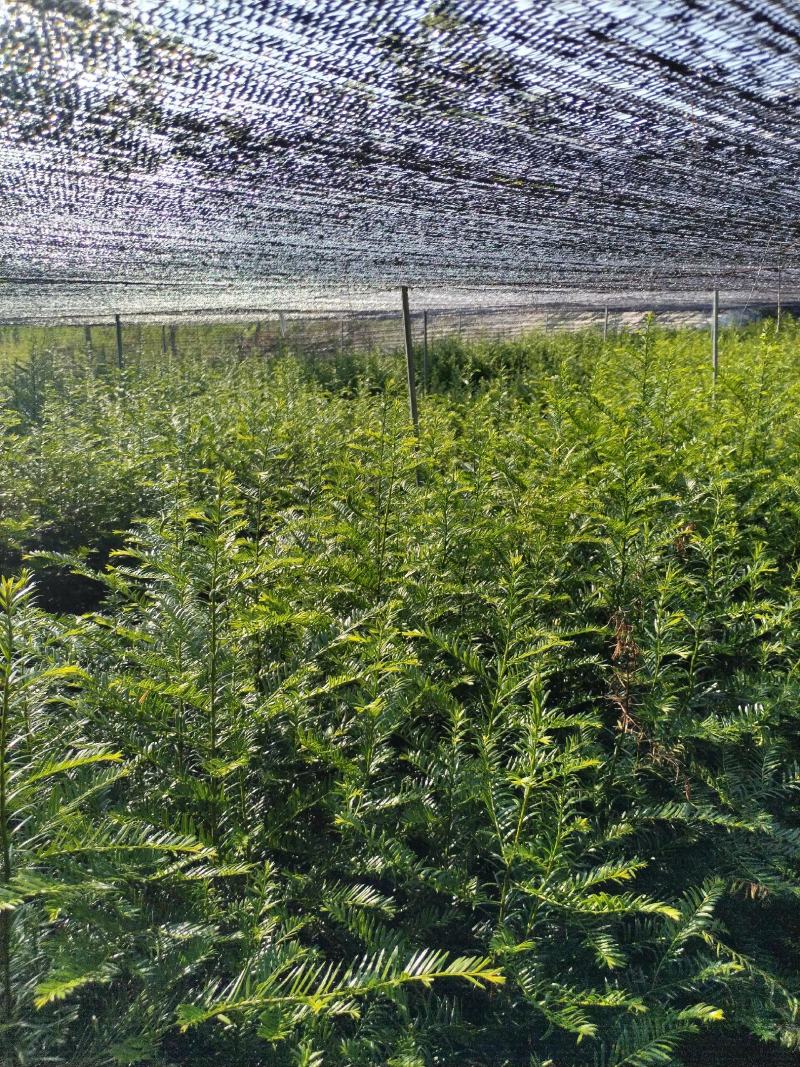 江西红豆杉苗货源充足规格齐全价格欢迎来电详谈可视频看货