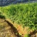 江西红豆杉苗货源充足规格齐全价格欢迎来电详谈可视频看货