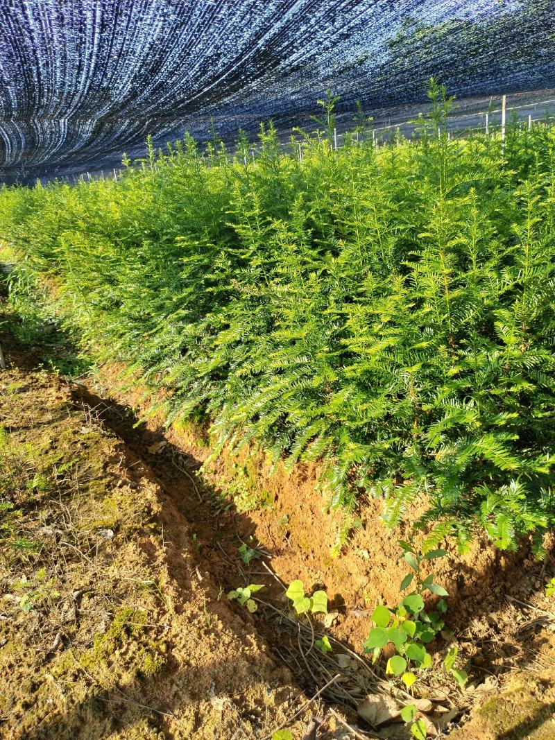江西红豆杉苗货源充足规格齐全价格欢迎来电详谈可视频看货