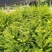 江西红豆杉苗货源充足规格齐全价格欢迎来电详谈可视频看货