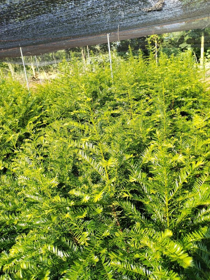 江西红豆杉苗货源充足规格齐全价格欢迎来电详谈可视频看货