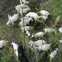 内蒙古农户散养牛羊，出售牛头.牛蹄，牛肚，羊杂碎，山羊肉