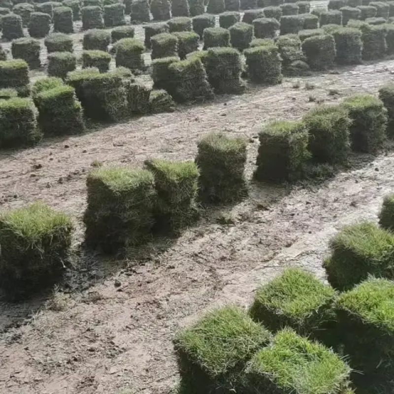 马尼拉草坪种类齐全货源充足量大从优欢迎老板前来选购