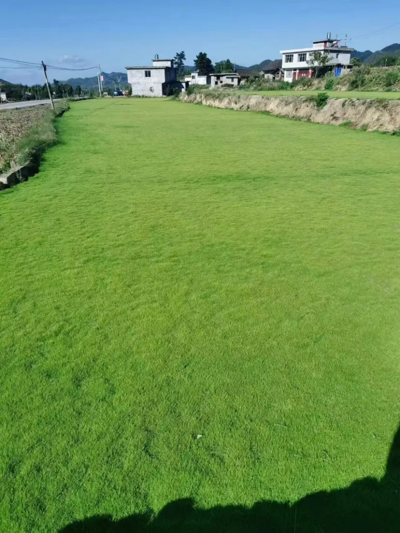 马尼拉草坪种类齐全货源充足量大从优欢迎老板前来选购