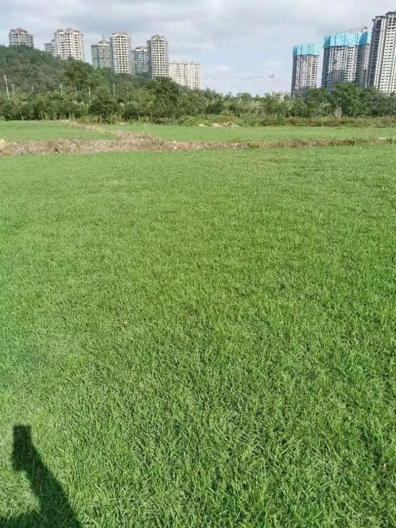 马尼拉草坪种类齐全货源充足量大从优欢迎老板前来选购
