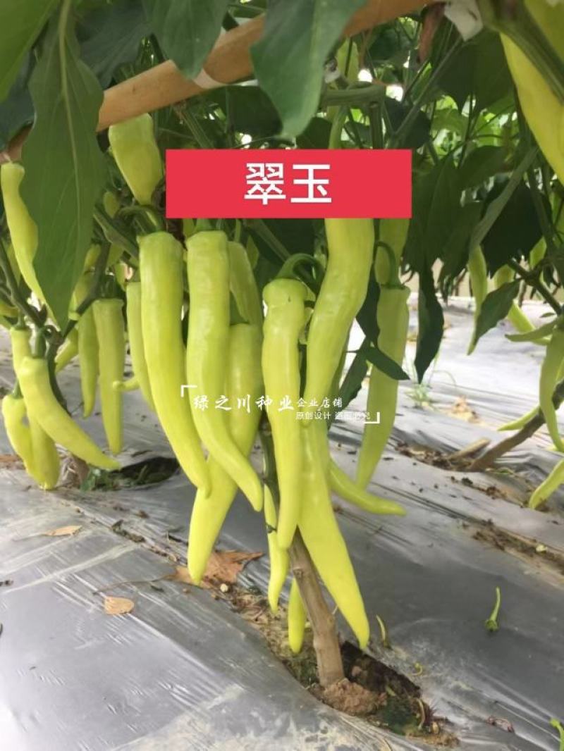 翠玉白辣椒种子黄白色泡椒种子辣味香浓改良早熟品种抗热基地