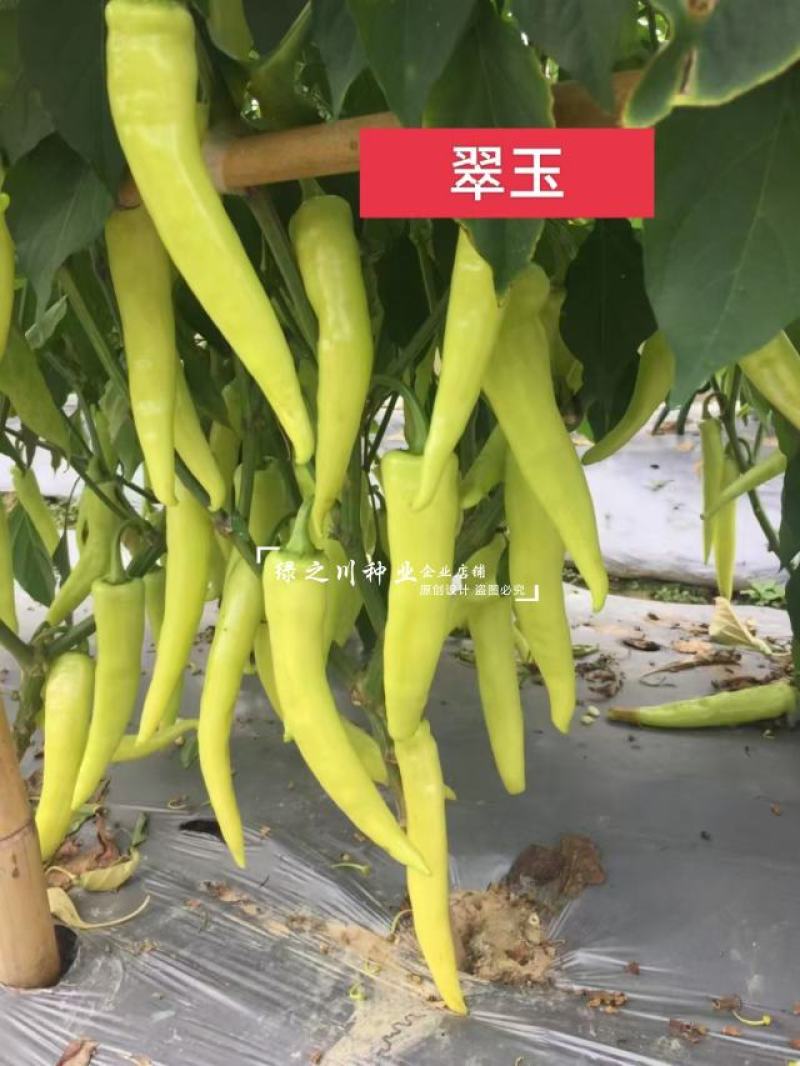 翠玉白辣椒种子黄白色泡椒种子辣味香浓改良早熟品种抗热基地