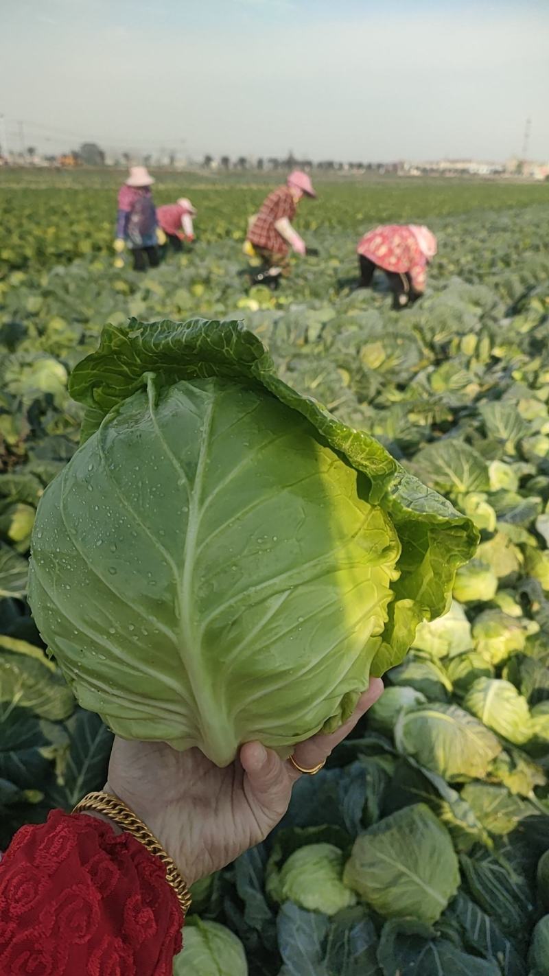 热卖湖北天门精选甘蓝圆包菜全国发货产地直发