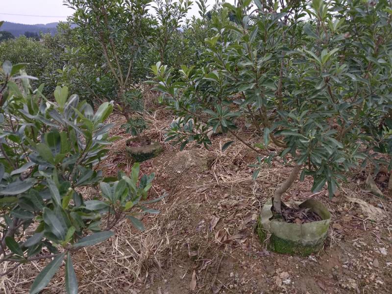 杨梅杯苗规格，3一8公分品种齐全