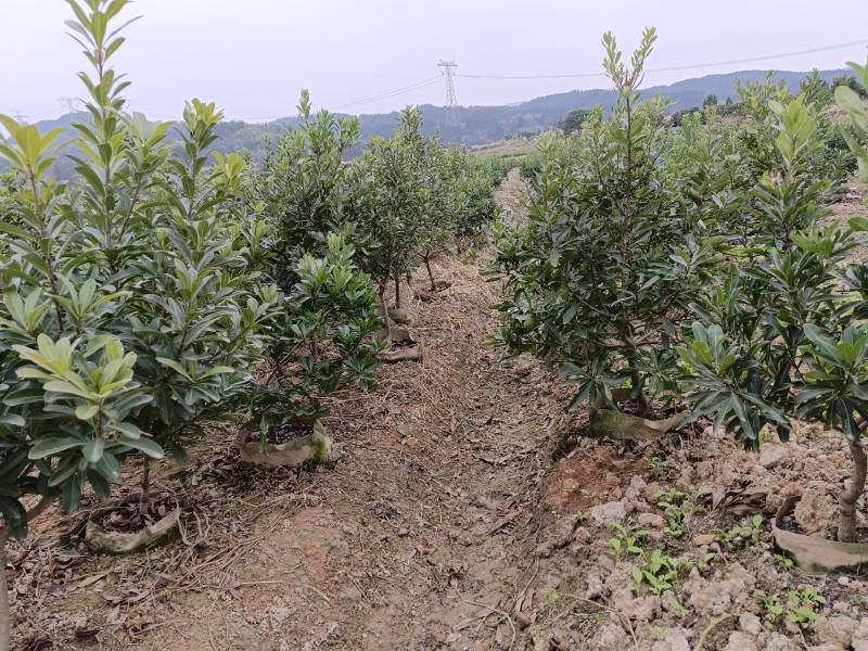 杨梅杯苗规格，3一8公分品种齐全