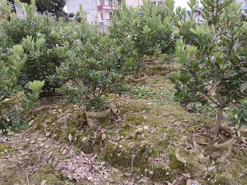 杨梅杯苗规格，3一8公分品种齐全