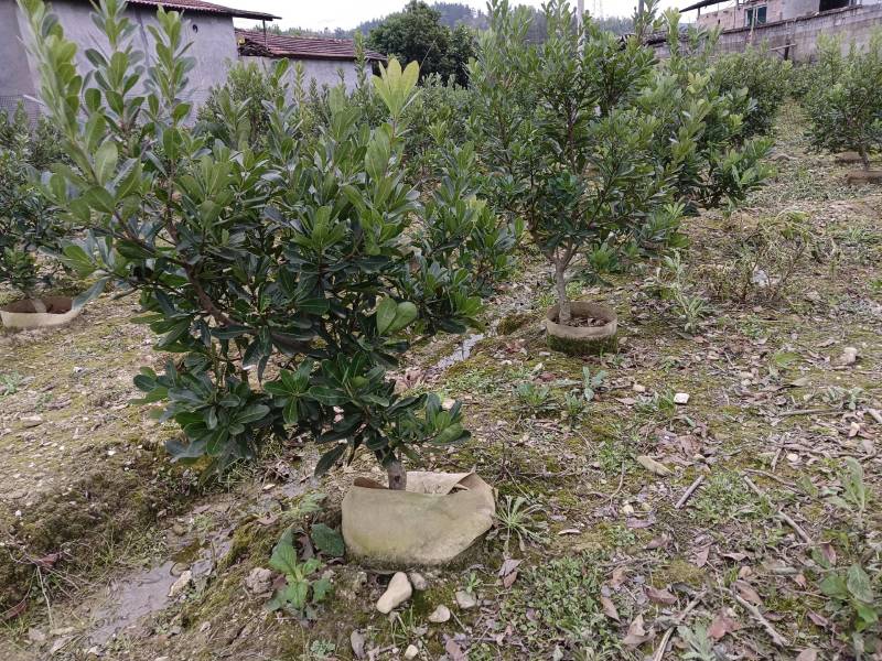 杨梅杯苗规格，3一8公分品种齐全