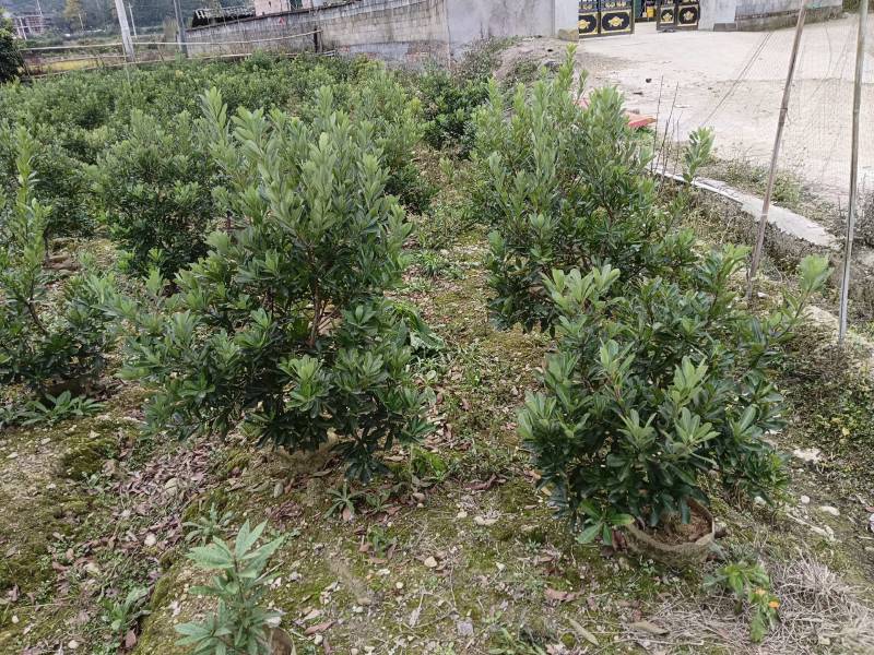 杨梅杯苗规格，3一8公分品种齐全