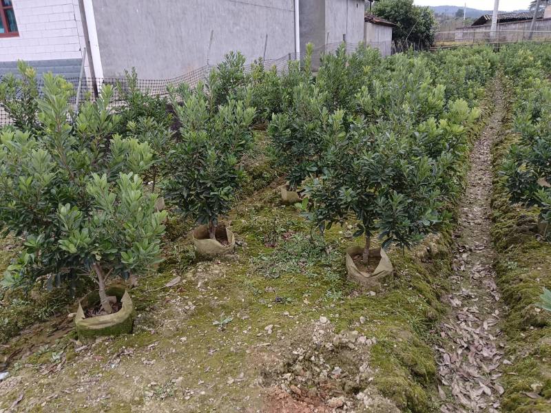 杨梅杯苗规格，3一8公分品种齐全