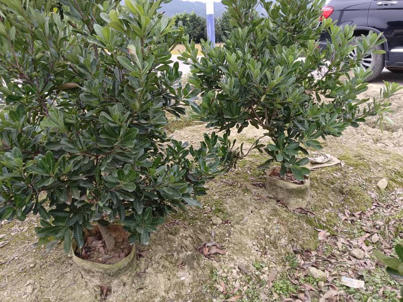 杨梅杯苗规格，3一8公分品种齐全
