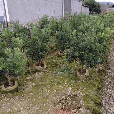 杨梅杯苗规格，3一8公分品种齐全