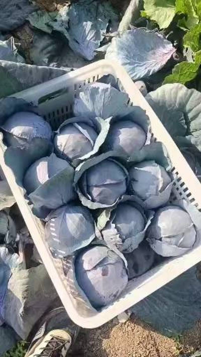河北邯郸紫甘兰大量上市产地发货一手货源量大从优