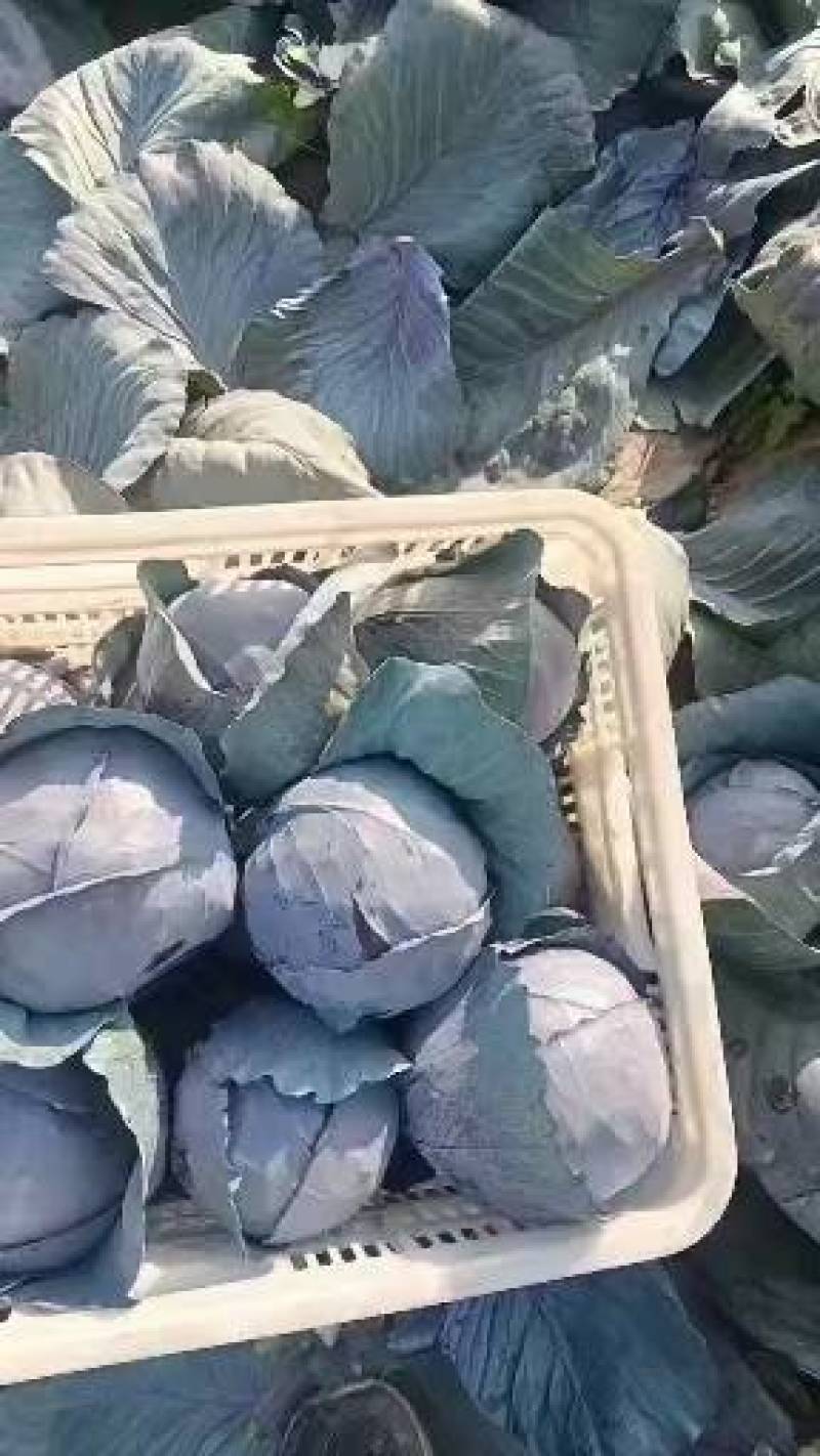 河北邯郸紫甘兰大量上市产地发货一手货源量大从优