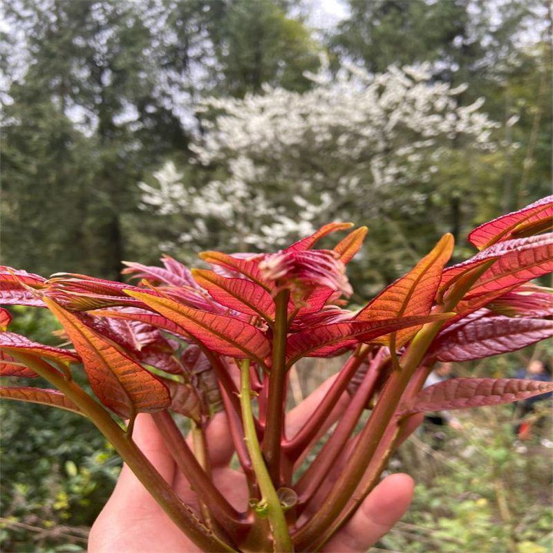 红油香椿树苗南北方种植食用绿油香椿高产苗盆栽地栽当年采摘