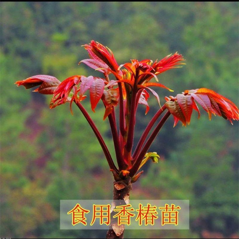 红油香椿树苗南北方种植食用绿油香椿高产苗盆栽地栽当年采摘