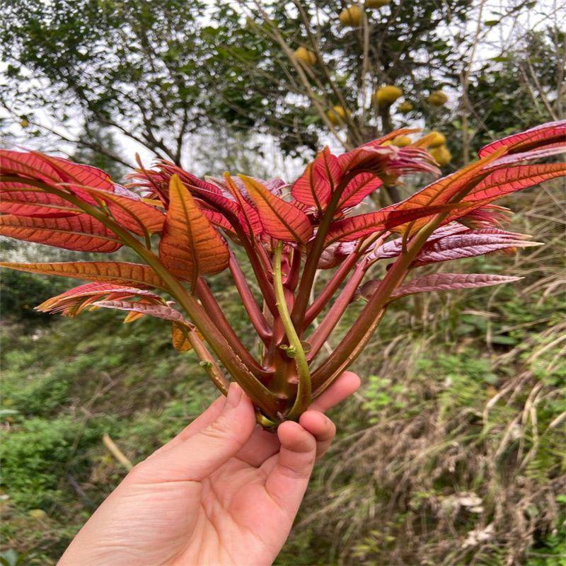 红油香椿树苗南北方种植食用绿油香椿高产苗盆栽地栽当年采摘