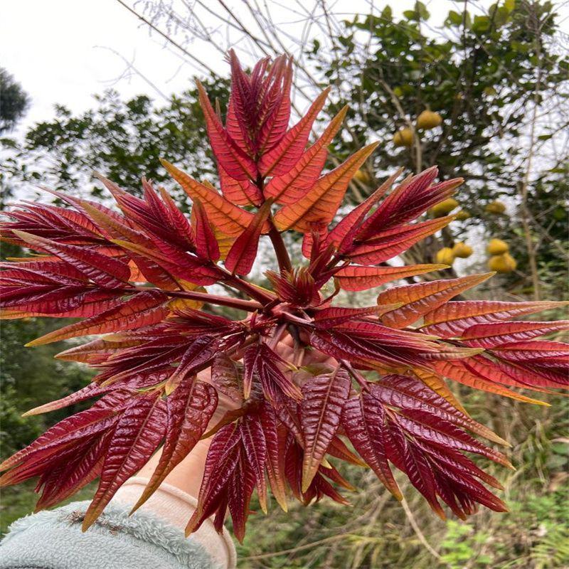 红油香椿树苗南北方种植食用绿油香椿高产苗盆栽地栽当年采摘