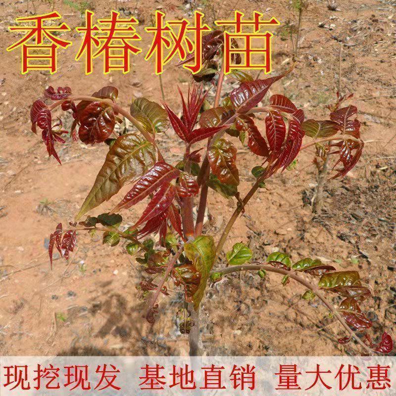 红油香椿树苗南北方种植食用绿油香椿高产苗盆栽地栽当年采摘