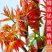 红油香椿树苗南北方种植食用绿油香椿高产苗盆栽地栽当年采摘