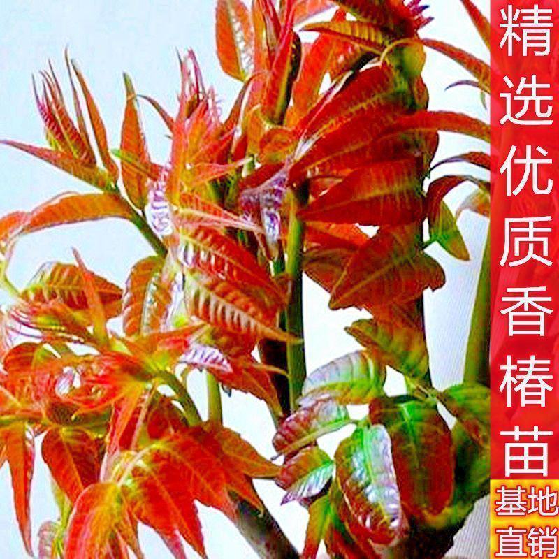 红油香椿树苗南北方种植食用绿油香椿高产苗盆栽地栽当年采摘