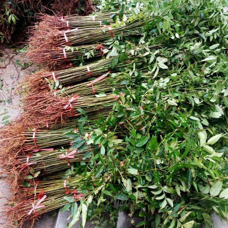 红油香椿树苗南北方种植食用绿油香椿高产苗盆栽地栽当年采摘