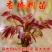 红油香椿树苗南北方种植食用绿油香椿高产苗盆栽地栽当年采摘