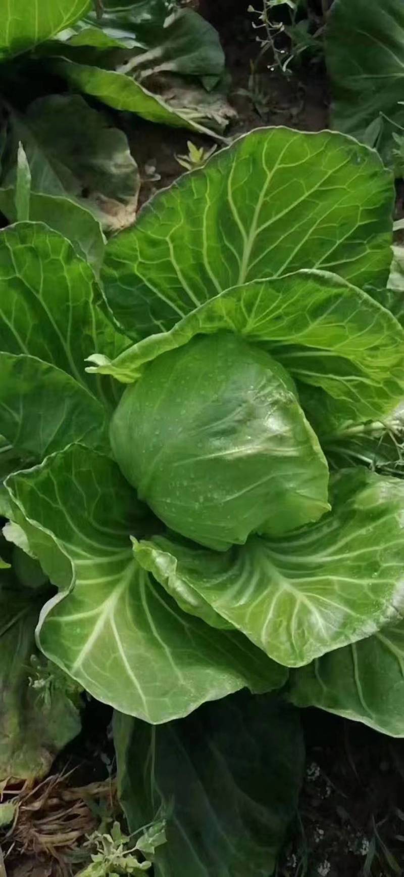 河北甘蓝圆包菜一手货源产地供应欢迎老板电联视频看货