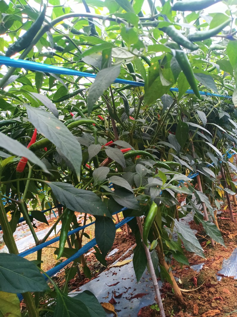 新苗小米椒