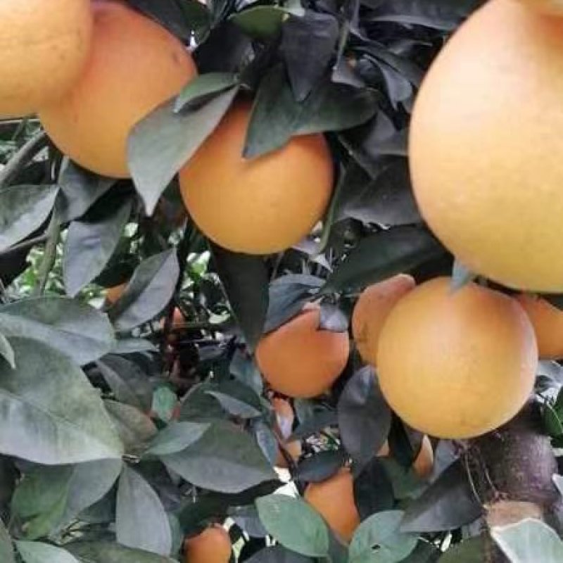 脐橙