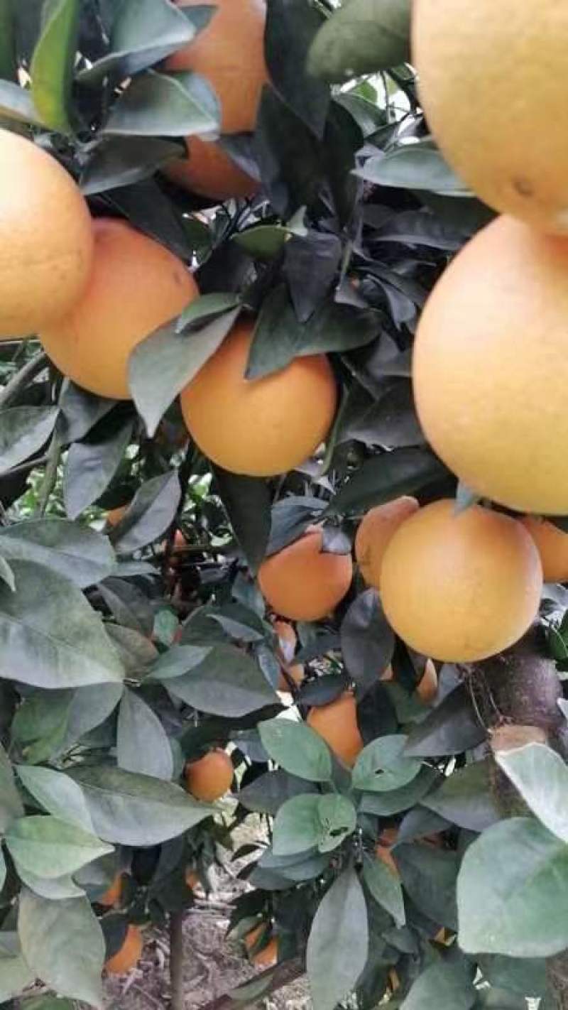 脐橙