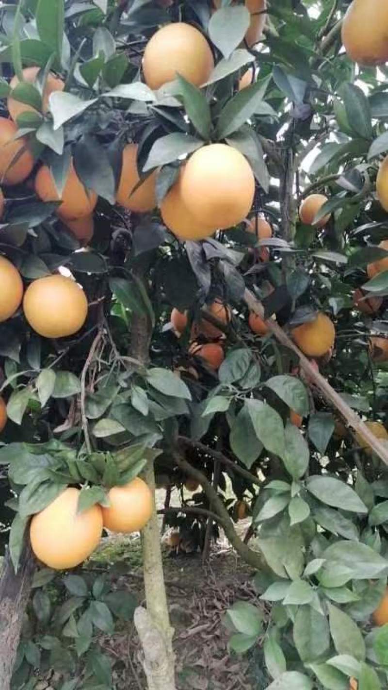 脐橙