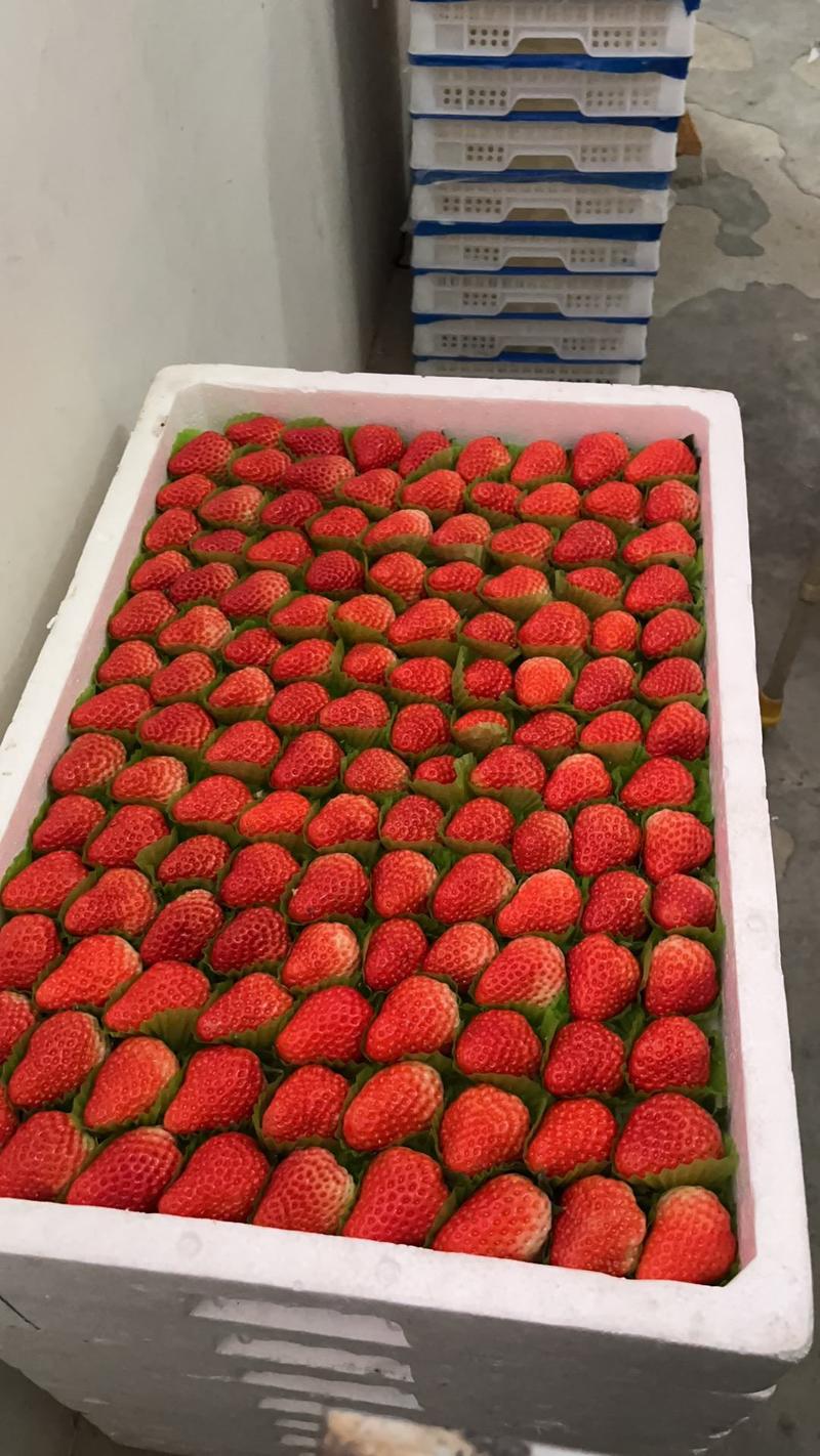 红颜奶油草莓现摘先发随到随装欢迎老板来电订购