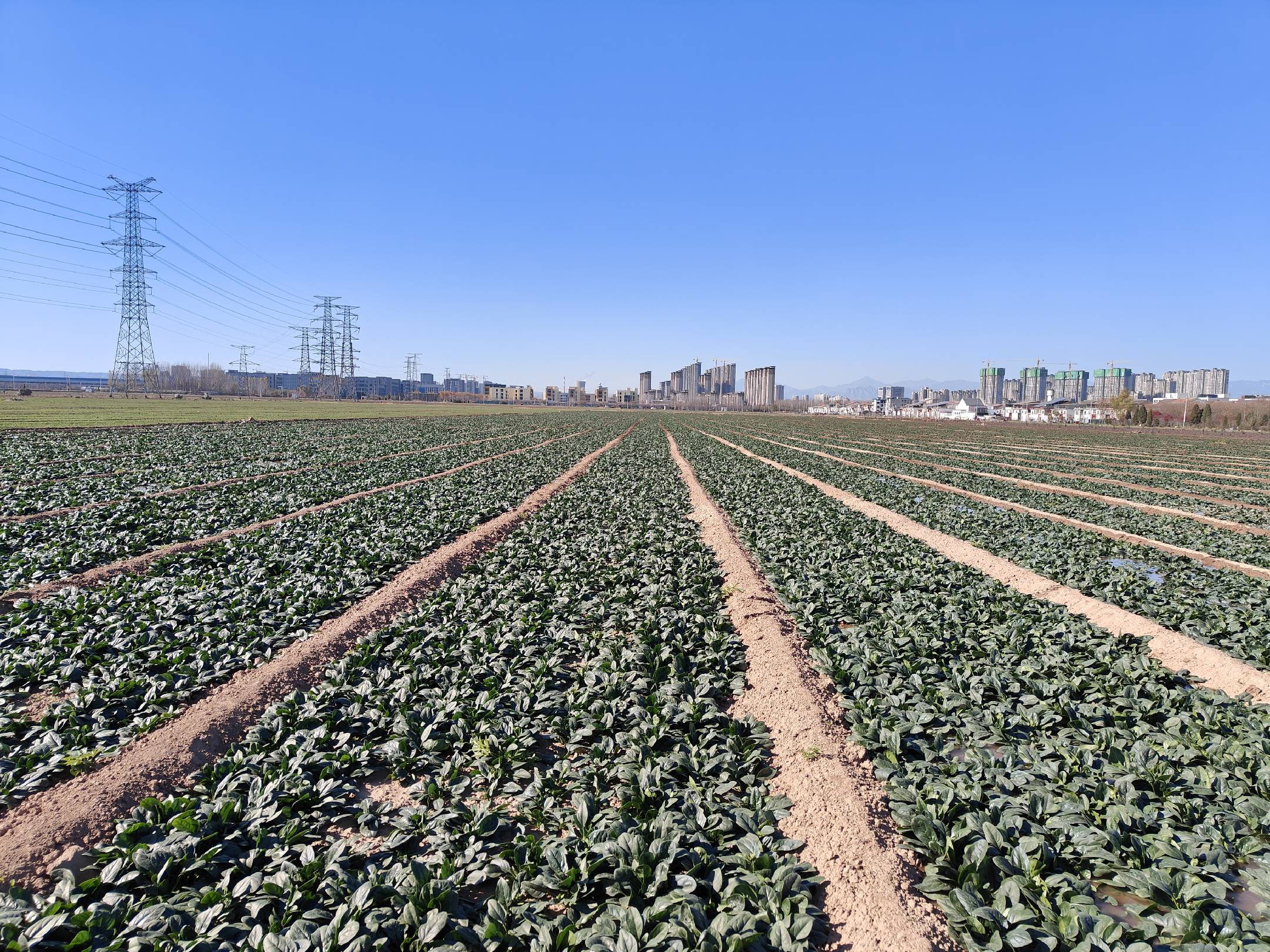 现代化菠菜种植基地全景,整齐划一的垄沟分布 菠菜种植基地航拍图