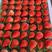 【推荐】奶油草莓新鲜上市产地直发欢迎老板来电订货