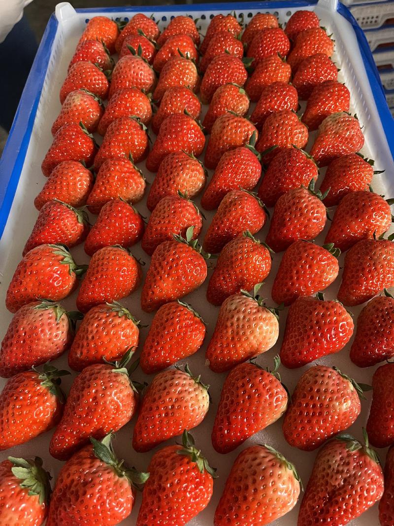【推荐】奶油草莓新鲜上市产地直发欢迎老板来电订货
