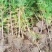 60公分容器杯侧柏货源充足基地直发量大从优欢迎老板选购