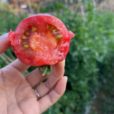 攀枝花露天种植草莓番茄
