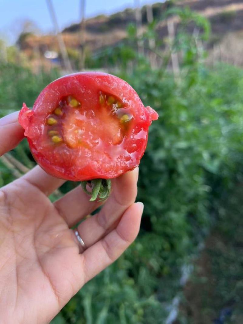攀枝花露天种植草莓番茄