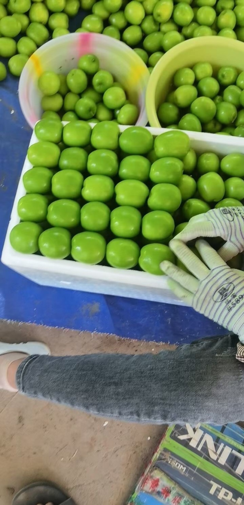 云南应季水果青枣