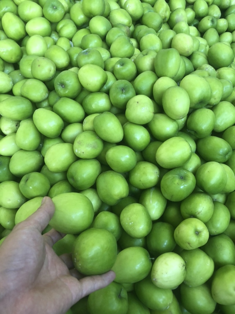 云南应季水果青枣