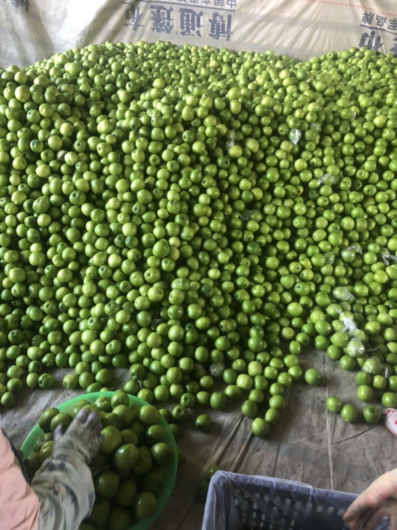 云南应季水果青枣