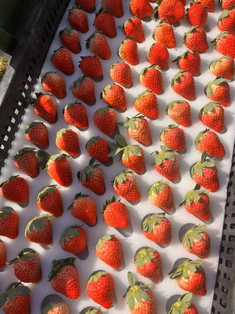 红颜奶油草莓基地直发量大从优对接商超电商欢迎来