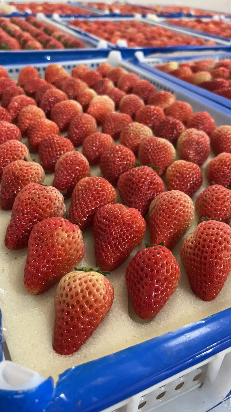 红颜奶油草莓基地直发量大从优对接商超电商欢迎来
